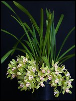Cymbidium Saran Jean 'Karen'. A hybrid orchid
