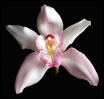 Cymbidium hybrid '2'. A hybrid orchid ( color)