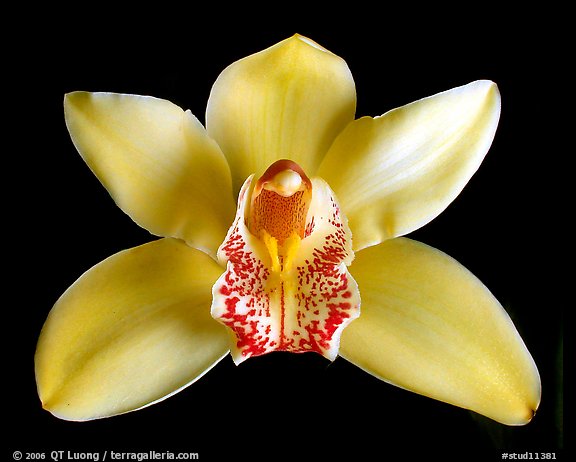 Cymbidium hybrid '4'. A hybrid orchid (color)