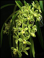 Cymbidium (Fifi x pumilum Album). A hybrid orchid (color)