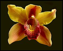 Cymbidium Astronaut 'Rajah' Flower. A hybrid orchid