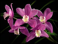 Cymbidium Baltic Sweetheart 'Sarah'. A hybrid orchid