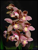 Cymbidium Big Deal 'Debbie'. A hybrid orchid (color)