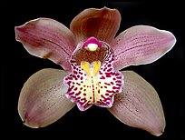 Cymbidium Big Deal 'Debbie' Flower. A hybrid orchid (color)