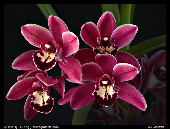 Cymbidium Cherry Cola 'Geyserland'. A hybrid orchid (color)