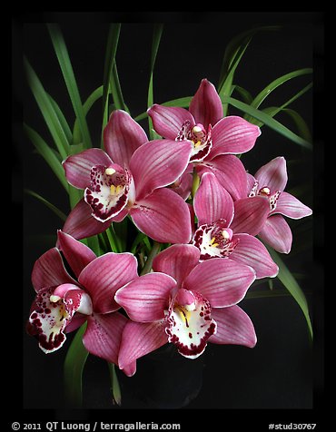 Cymbidium Claude Pepper 'Purple Splendor'. A hybrid orchid (color)