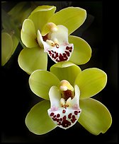 Cymbidium Dame Catherine 'Spring Day' Flower. A hybrid orchid ( color)