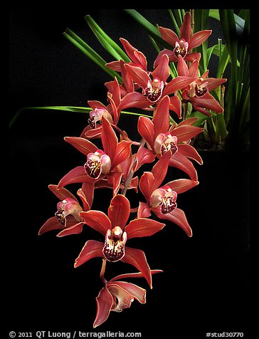 Cymbidium Devon Fire. A hybrid orchid (color)