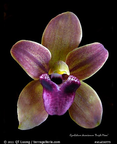 Cymbidium devonianum Flower.  A species orchid. A hybrid orchid