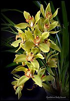 Cymbidium Early Harvest. A hybrid orchid ( color)