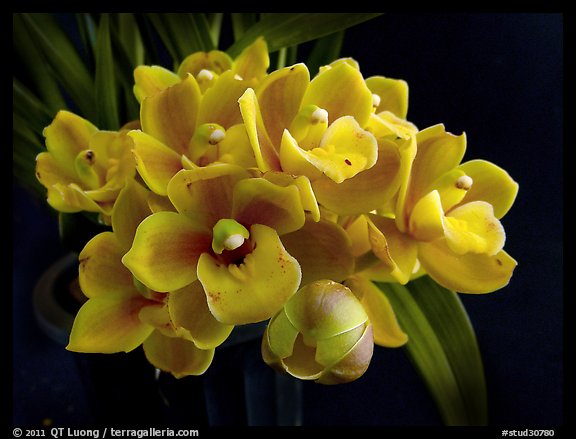 Cymbidium Cymbidium Eatern Wind. A hybrid orchid (color)