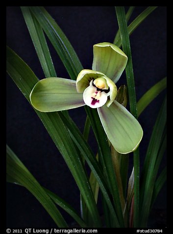 Cymbidium goeringii.  A species orchid.. A hybrid orchid (color)
