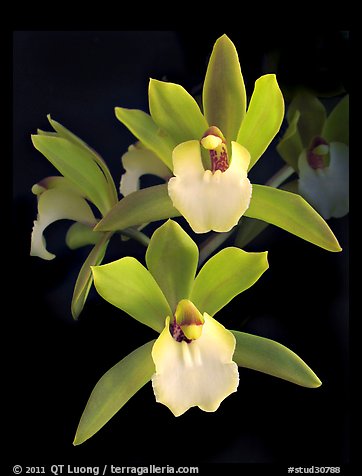 Cymbidium Hold That Tiger. A hybrid orchid (color)