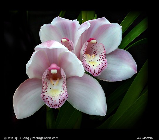 Cymbidium Hybrid '18'. A hybrid orchid (color)
