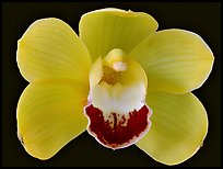 Cymbidium Hybrid. A hybrid orchid ( color)
