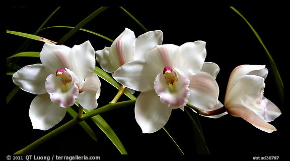 Cymbidium Lionello 'Coldsprings'. A hybrid orchid (color)
