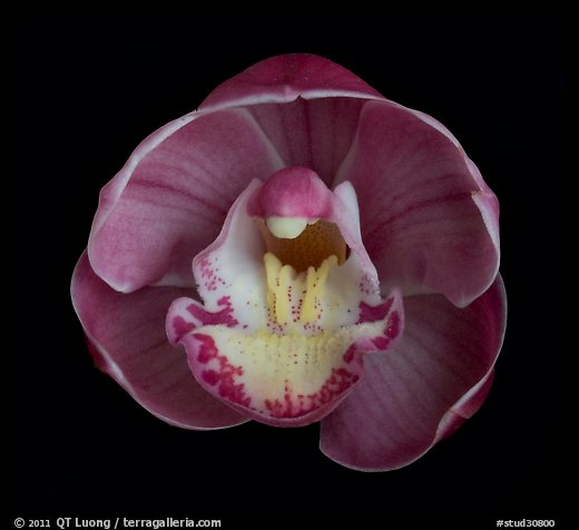 Cymbidium Lucky Gloria 'Fukunokami'. A hybrid orchid
