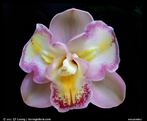 Cymbidium Lucky Gloria 'Tri-Lip' Flower. A hybrid orchid