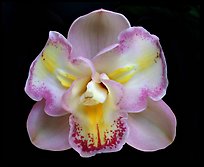 Cymbidium Lucky Gloria 'Tri-Lip' Flower. A hybrid orchid (color)