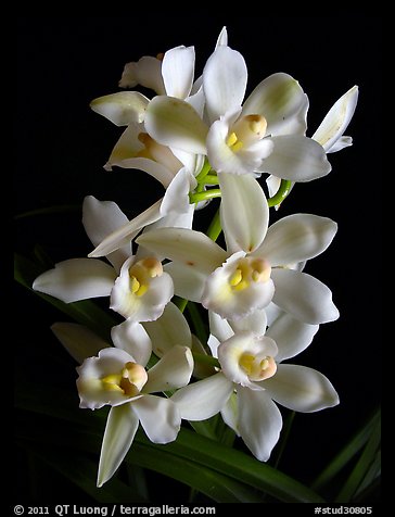 Cymbidium Melody Heart 'Snow Ripples'. A hybrid orchid (color)