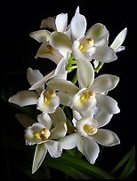 Cymbidium Melody Heart 'Snow Ripples'. A hybrid orchid (color)