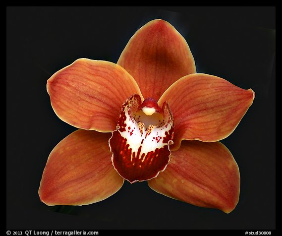 Cymbidium Mighty Sunset 'Annabelle' Flower. A hybrid orchid (color)