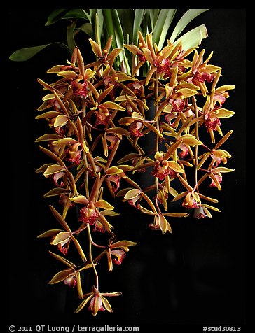 Cymbidium Miss Muffet. A hybrid orchid