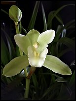 Cymbidium Oriental Elf 'Elegant'. A hybrid orchid ( color)