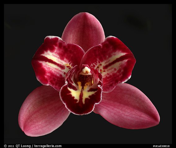 Cymbidium Pepper's Fire 'Fiesta'. A hybrid orchid (color)
