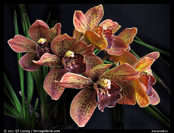 Cymbidium Cymbidium Pinata. A hybrid orchid