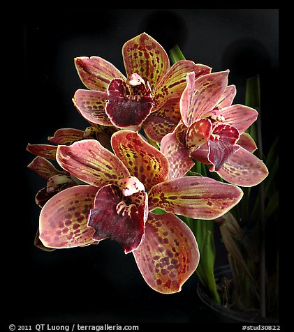 Cymbidium Pinata Flower. A hybrid orchid (color)