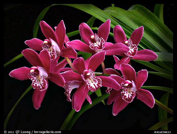 Cymbidium Pipeta 'Magenta'. A hybrid orchid (color)
