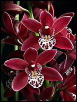 Cymbidium Pipeta 'Royal Gem' Flower. A hybrid orchid (color)