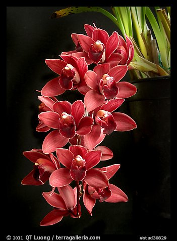 Cymbidium Ruby Shower 'Murasakinokimi'. A hybrid orchid