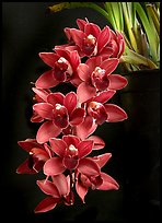 Cymbidium Ruby Shower 'Murasakinokimi'. A hybrid orchid