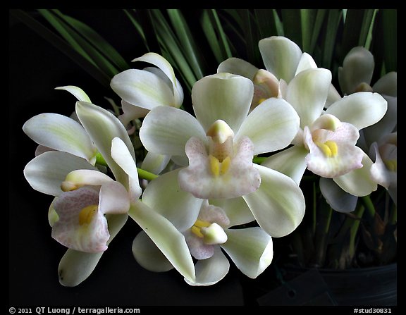 Cymbidium Sarah Jean 'Ice Cascades'. A hybrid orchid