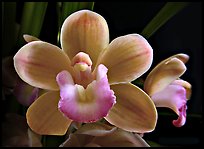 Cymbidium Sarah Jean 'Trish' Flower. A hybrid orchid (color)