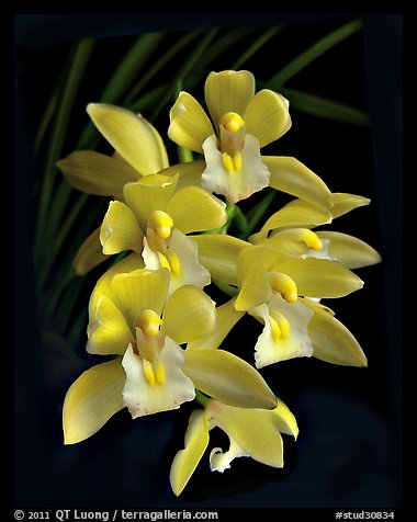 Cymbidium Sarah Jean 'Yellow Cascades'. A hybrid orchid