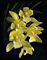 Cymbidium Sarah Jean 'Yellow Cascades'. A hybrid orchid (color)