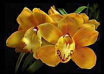 Cymbidium Shifting Sands 'Yellow Bird'. A hybrid orchid (color)