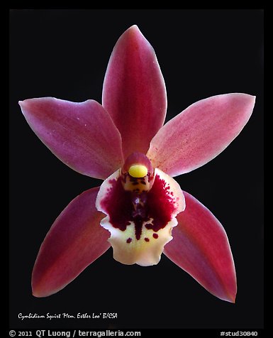 Cymbidium Squirt 'Mem. Esther Loo' Flower. A hybrid orchid (color)