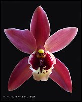 Cymbidium Squirt 'Mem. Esther Loo' Flower. A hybrid orchid (color)