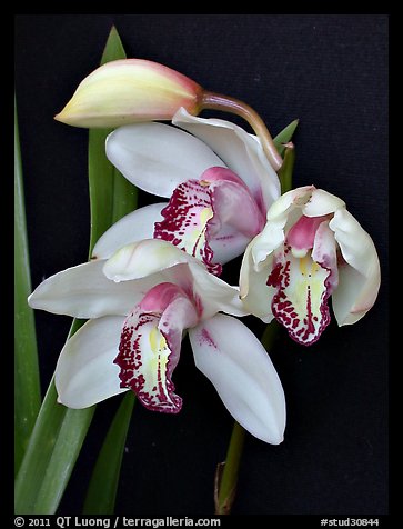 Cymbidium Summer Love 'Petra'. A hybrid orchid