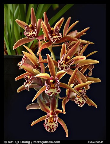 Cymbidium Tea Time 'Somersby Falls'. A hybrid orchid (color)