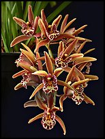 Cymbidium Tea Time 'Somersby Falls'. A hybrid orchid (color)