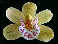 Cymbidium Tepko 'Freckles' Flower. A hybrid orchid