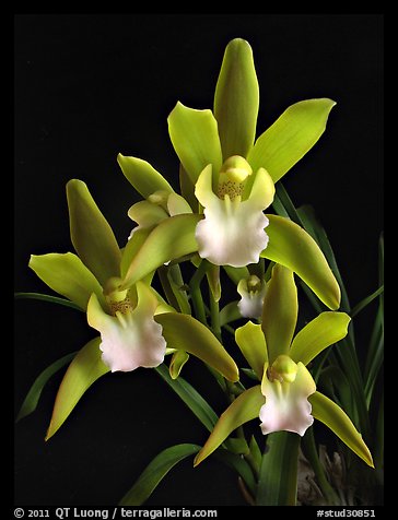 Cymbidium Tiger Tail 'Enzan'. A hybrid orchid (color)