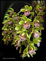 Cymbidium Tom Thumb 'Calliope'. A hybrid orchid ( color)