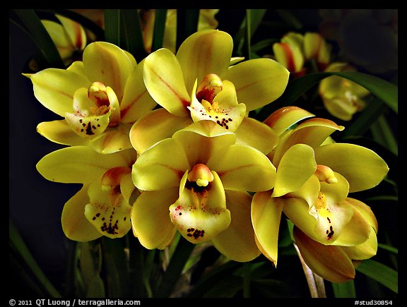 Cymbidium Tontos Target. A hybrid orchid (color)