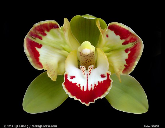 Cymbidium Vidar 'Halerquin' Flower. A hybrid orchid (color)